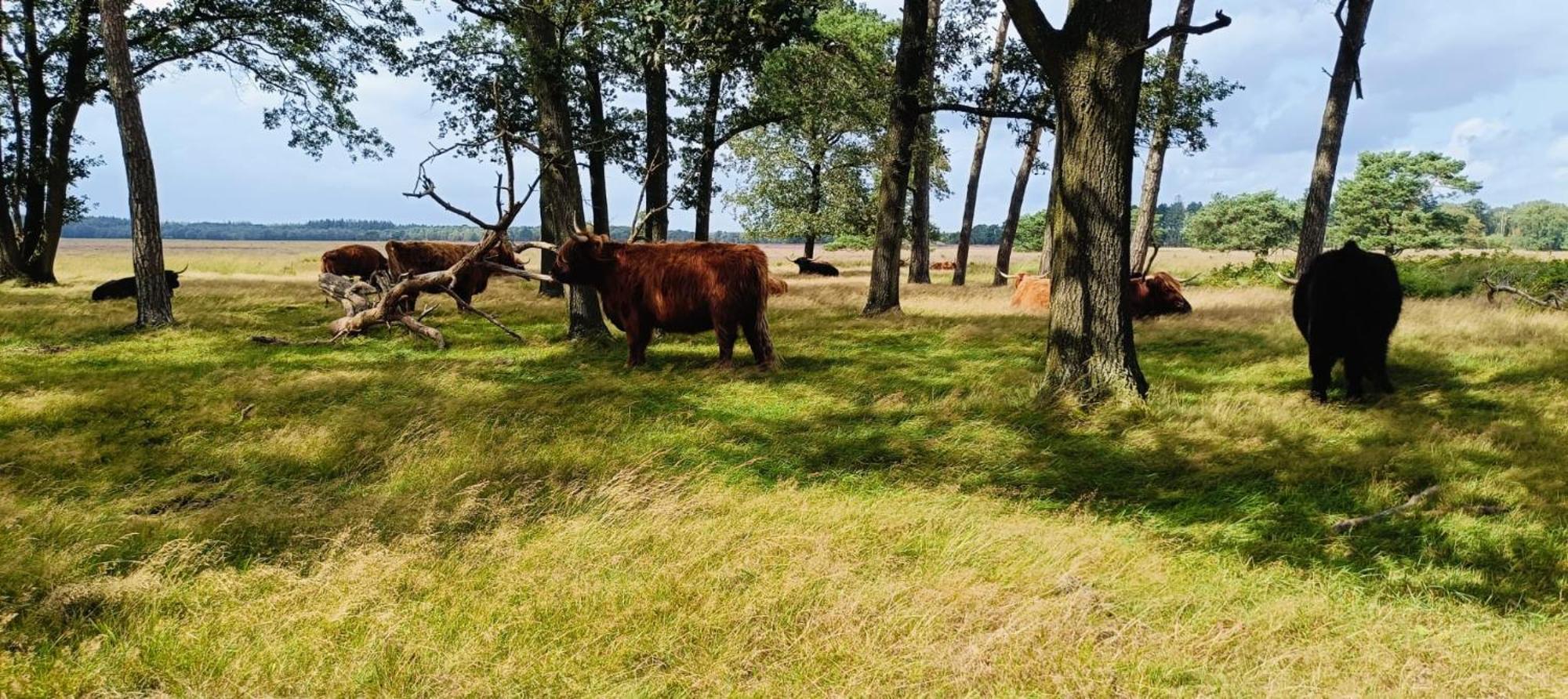 Hotel Het Witte Veen Witteveen Eksteriør bilde